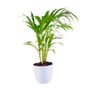 ArecaPalm