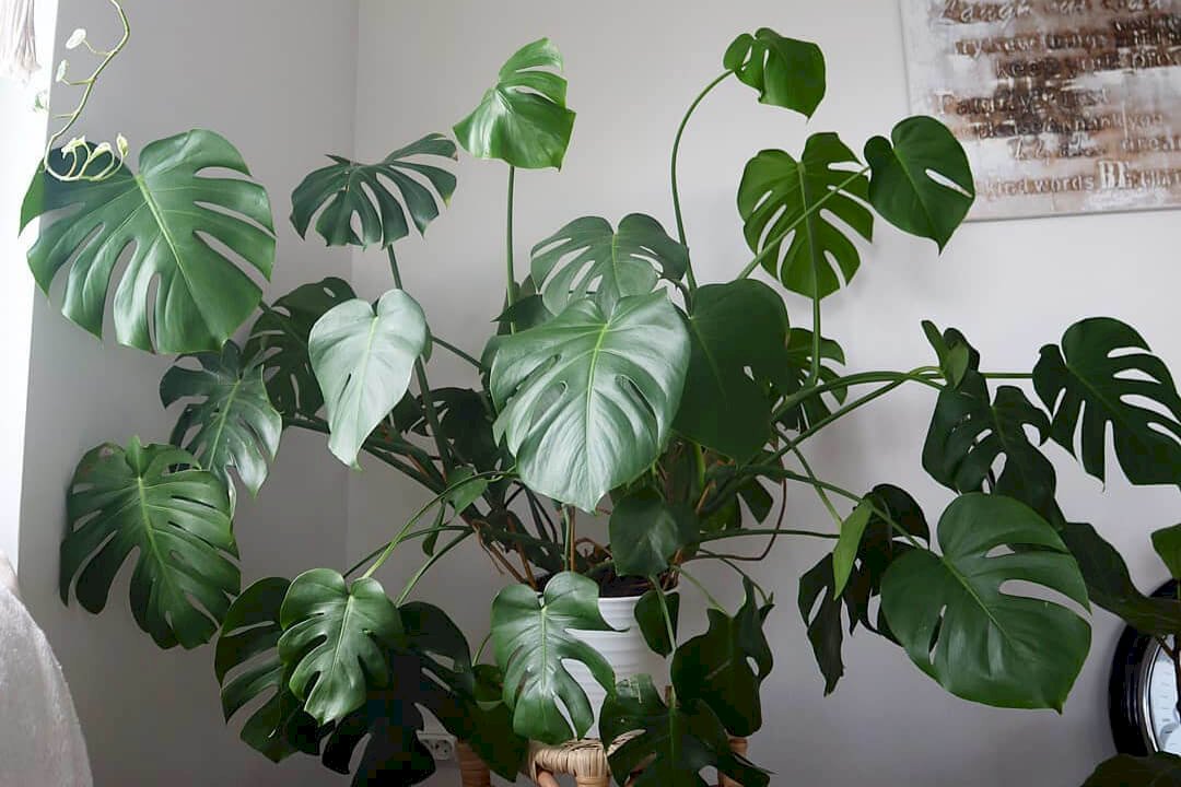 How to Know If Your Monstera is Healthy? 