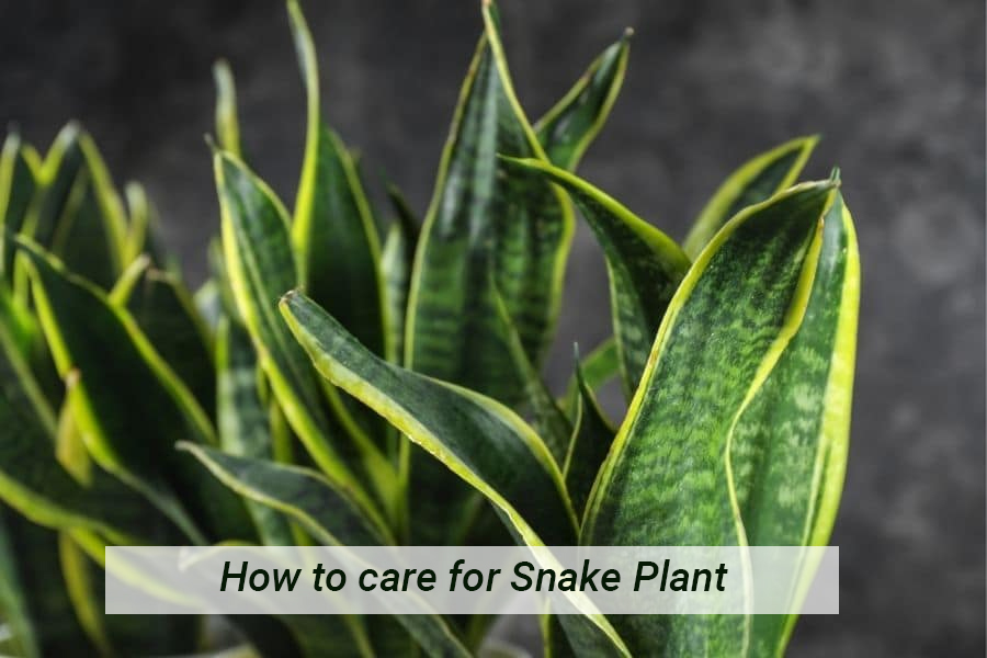 snakeplant