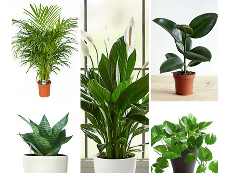 Airpurifierplant