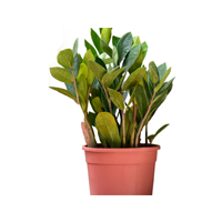 snakeplant