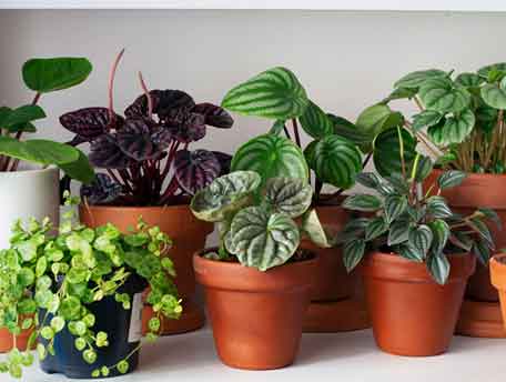 Indoorplant