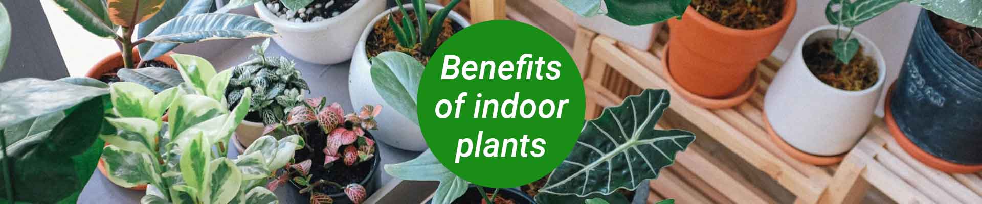 Indoorplant