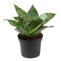 snakeplant