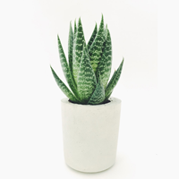 Aloe