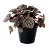 Peperomia