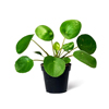 pilea