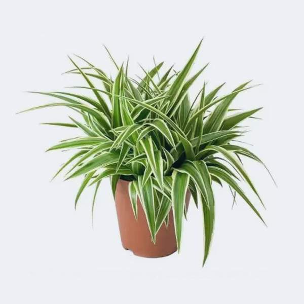 plant