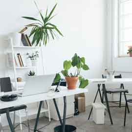 Plants for Office