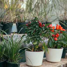 Pots & Planters