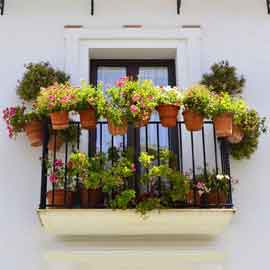 Plants for Balcony