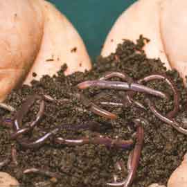 Fertilizers