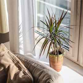 Plants for Bed Room